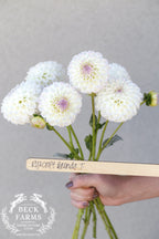 Ryecroft Brenda T Dahlia Tuber