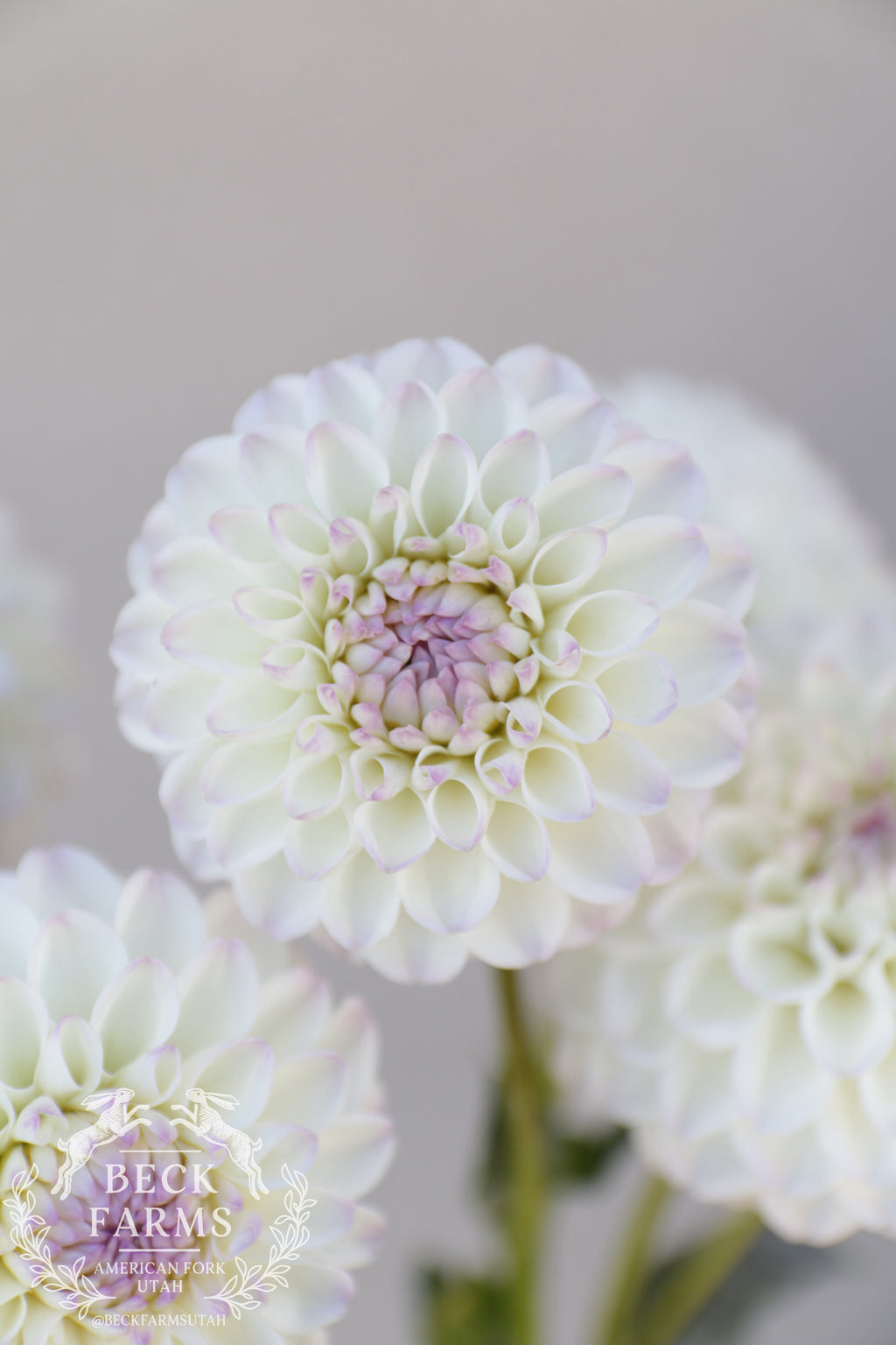 Ryecroft Brenda T Dahlia Tuber