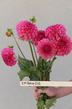 RM Berry Kiss - Rooted Dahlia Cutting