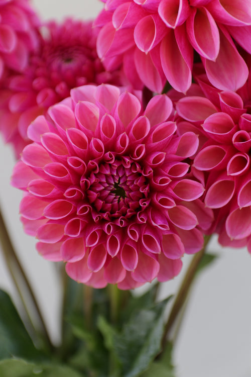 RM Berry Kiss - Rooted Dahlia Cutting
