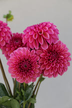RM Berry Kiss - Rooted Dahlia Cutting