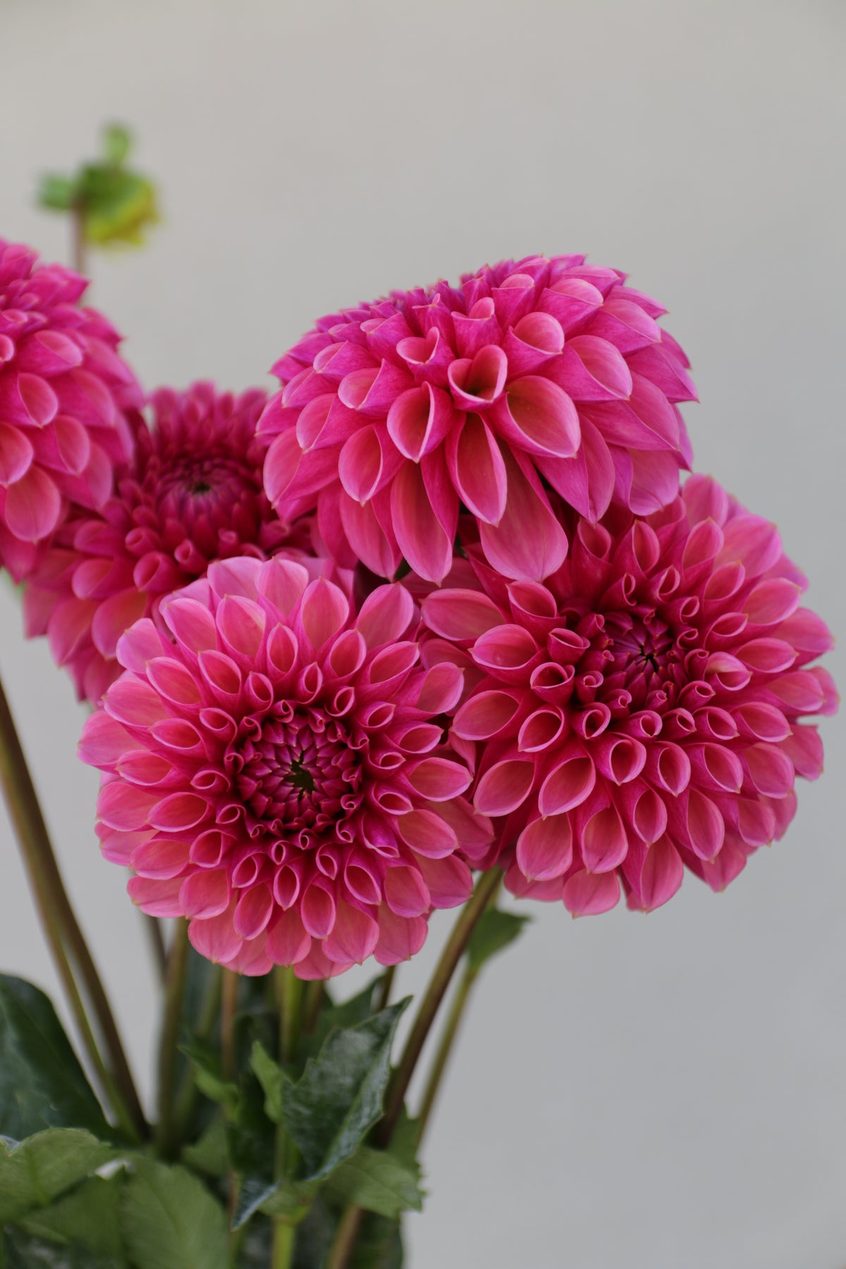 RM Berry Kiss - Rooted Dahlia Cutting